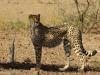 Africa Nature Animals (38)